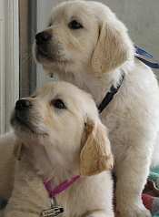 LIONRIDGE Minki of NATALLA(Golden Retriever) and Johnnie