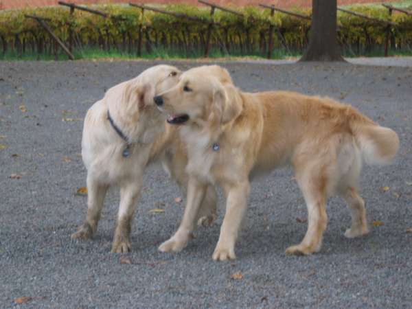 NATALLA Golden Retrievers Max and Minki
