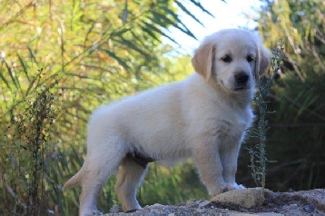 LIONRIDGE Minki of NATALLA(Golden Retriever)